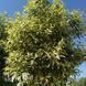 Бірючина звичайна Варієгата (Ligustrum vulgare Variegata) 20190 фото 1