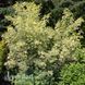Бірючина звичайна Варієгата (Ligustrum vulgare Variegata) 20190 фото 2