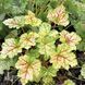 Гейхера Електра (Heuchera Electra) 20281 фото 2