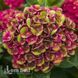 Гортензія великолиста Грюнес Гевольбе (Hydrangea macrophylla Gr&uuml;nes Gew&ouml;lbe 20346 фото 2