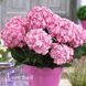 Гортензия крупнолистная Ю энд Ми Мисс Саори (Hydrangea macrophylla You & Me&reg; Miss Saori) 20380 фото 1