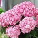 Гортензия крупнолистная Ю энд Ми Мисс Саори (Hydrangea macrophylla You & Me&reg; Miss Saori) 20380 фото 2