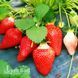 Клубника Альба (Fragaria &times; ananassa Alba) 30006 фото 3