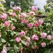 Троянда англійська Констанція (Rosa Constance) 50238 фото 2
