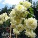 Троянда плетиста Ельф (Rosa Elfe) 50202 фото 2