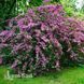 Вейгела квітуча Мінует (Weigela florida Minuet) 20240 фото 1