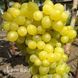 Виноград кишмиш Цимус 40035 фото 2