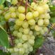Виноград кишмиш Цимус 40035 фото 3
