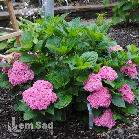 Гортензия крупнолистная Ю энд Ми Перфекшн (Hydrangea macrophylla You & Me&reg; Perfection) 20381 фото