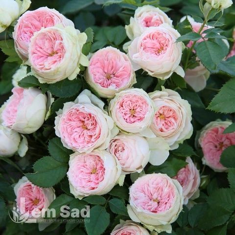 Роза английская Помпон Веранда (Rosa Pompon Veranda) 50226 фото
