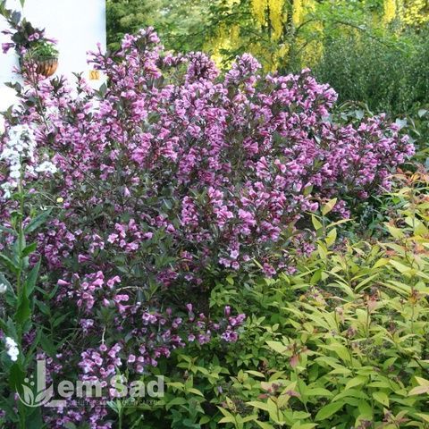 Вейгела цветущая Нана Пурпуреа (Weigela florida Nana Purpurea) 20241 фото
