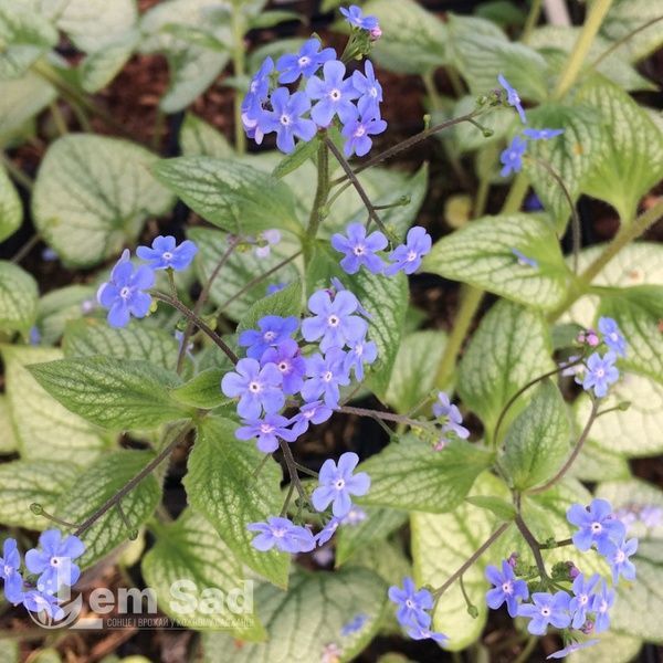 Бруннера крупнолистная Си Харт (Brunnera macrophylla Sea Heart) 20191 фото