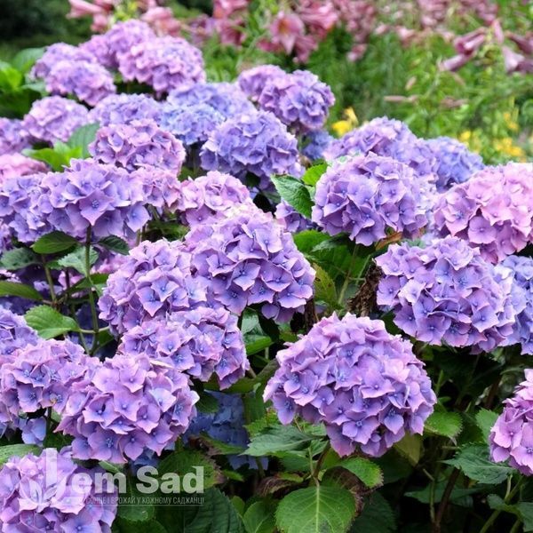 Гортензія великолиста Гамбург (Hydrangea macrophylla Hamburg) 20347 фото