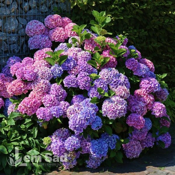 Комплект гортензій Ніжність літа з 4 сортів: Bouquet Rose, Red Miss Hepburn, Little Fresco, Nikko Blue 60011 фото