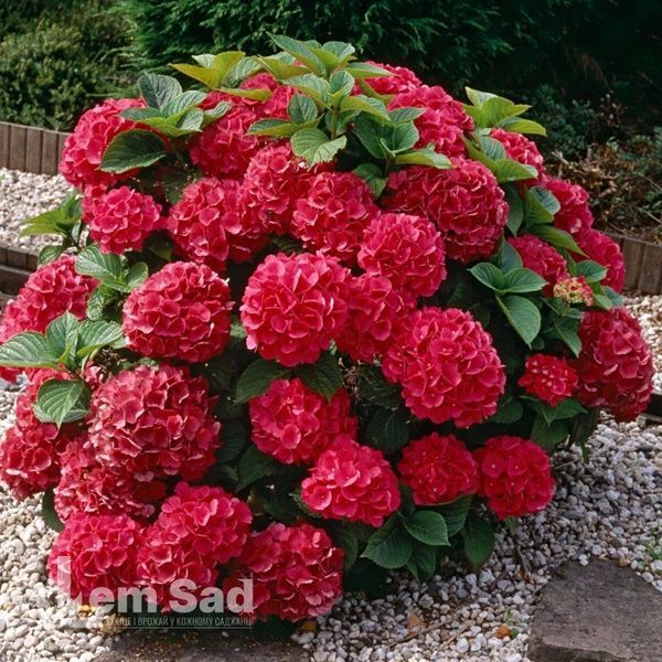 Комплект гортензій Ніжність літа з 4 сортів: Bouquet Rose, Red Miss Hepburn, Little Fresco, Nikko Blue 60011 фото