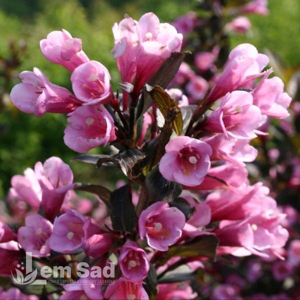 Вейгела квітуча Нана Пурпуреа (Weigela florida Nana Purpurea) 20241 фото