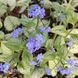 Бруннера крупнолистная Си Харт (Brunnera macrophylla Sea Heart) 20191 фото 2