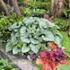 Бруннера крупнолистная Си Харт (Brunnera macrophylla Sea Heart) 20191 фото 1
