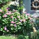 Гортензія великолиста Гамбург (Hydrangea macrophylla Hamburg) 20347 фото 1