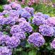 Гортензія великолиста Гамбург (Hydrangea macrophylla Hamburg) 20347 фото 2