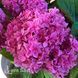 Гортензия крупнолистная Ю энд Ми Перфекшн (Hydrangea macrophylla You & Me&reg; Perfection) 20381 фото 2