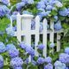 Комплект гортензій Ніжність літа з 4 сортів: Bouquet Rose, Red Miss Hepburn, Little Fresco, Nikko Blue 60011 фото 5