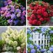 Комплект гортензій Ніжність літа з 4 сортів: Bouquet Rose, Red Miss Hepburn, Little Fresco, Nikko Blue 60011 фото 1