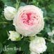 Роза английская Помпон Веранда (Rosa Pompon Veranda) 50226 фото 2