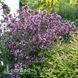 Вейгела квітуча Нана Пурпуреа (Weigela florida Nana Purpurea) 20241 фото 1