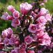 Вейгела квітуча Нана Пурпуреа (Weigela florida Nana Purpurea) 20241 фото 2