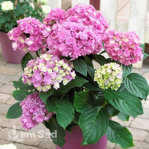 Гортензия крупнолистная Ю энд Ми Романс (Hydrangea macrophylla You & Me&reg; Romance) 20382 фото
