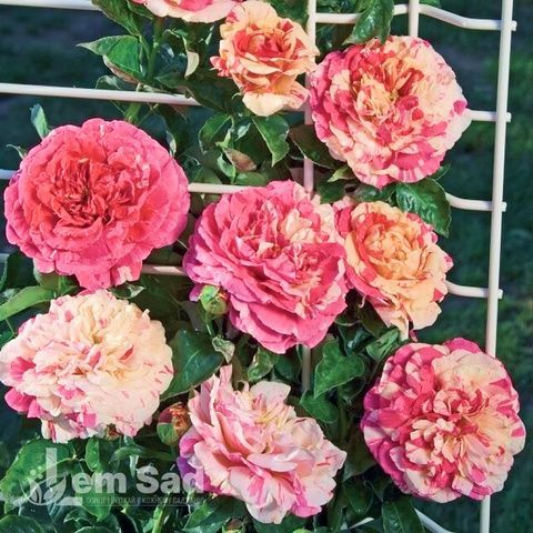 Троянда плетиста Ваніла Фрейз (Rosa Vanille Fraise) 50204 фото