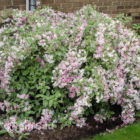 Вейгела цветущая Нана Вариегата (Weigela florida Nana Variegata) 20242 фото