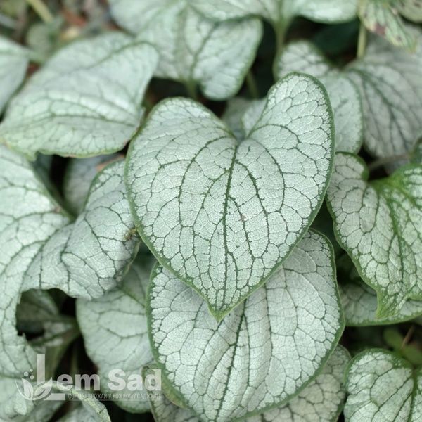 Брунера крупнолиста Сілвер Харт (Brunnera macrophylla Silver Heart) 20192 фото