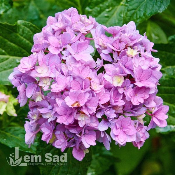 Гортензія великолиста Ю енд Мі Романс (Hydrangea macrophylla You & Me&reg; Romance) 20382 фото