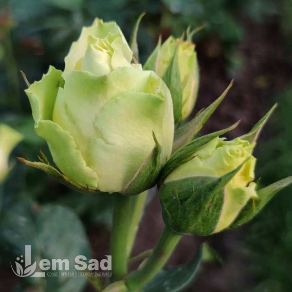 Троянда чайно-гібридна Лімбо (Rosa Limbo) 50000 фото