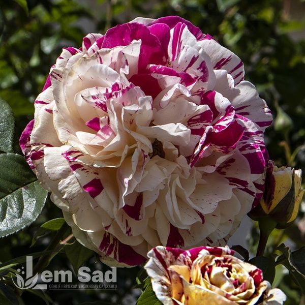 Роза плетистая Ванилла Фрейз (Rosa Vanille Fraise) 50204 фото