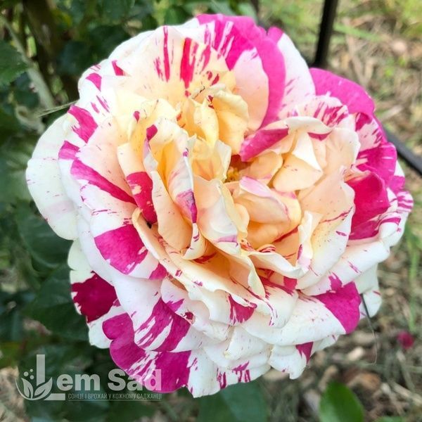 Роза плетистая Ванилла Фрейз (Rosa Vanille Fraise) 50204 фото