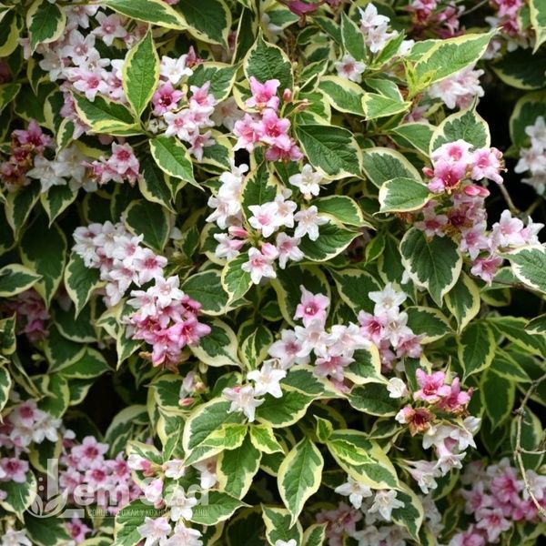 Вейгела цветущая Нана Вариегата (Weigela florida Nana Variegata) 20242 фото