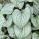 Брунера крупнолиста Сілвер Харт (Brunnera macrophylla Silver Heart) 20192 фото 2