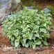 Брунера крупнолиста Сілвер Харт (Brunnera macrophylla Silver Heart) 20192 фото 1