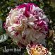 Роза плетистая Ванилла Фрейз (Rosa Vanille Fraise) 50204 фото 3
