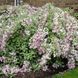 Вейгела цветущая Нана Вариегата (Weigela florida Nana Variegata) 20242 фото 1