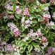 Вейгела цветущая Нана Вариегата (Weigela florida Nana Variegata) 20242 фото 2