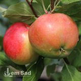 Яблуня Пінова 10001 фото