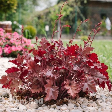 Гейхера Форевер Ред (Heuchera Forever Red) 20284 фото