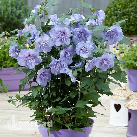 Гібіскус сирійський Блу Шифон (Hibiscus syriacus Blue Chiffon) 20317 фото