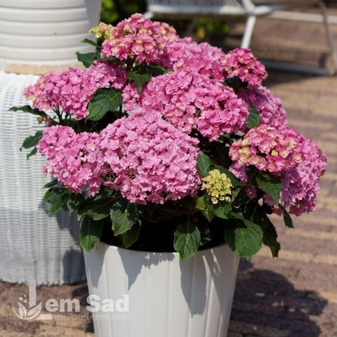 Гортензия крупнолистная Ю энд Ми Тугезер (Hydrangea macrophylla You & Me&reg; Together) 20383 фото