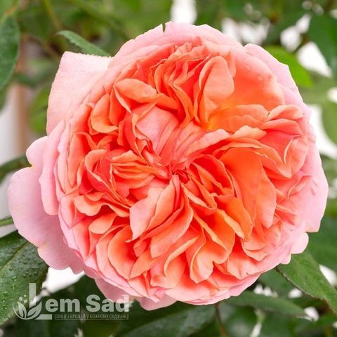 Роза английская Чип и Дейл (Rosa Chippendale) 50232 фото