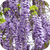 Глициния